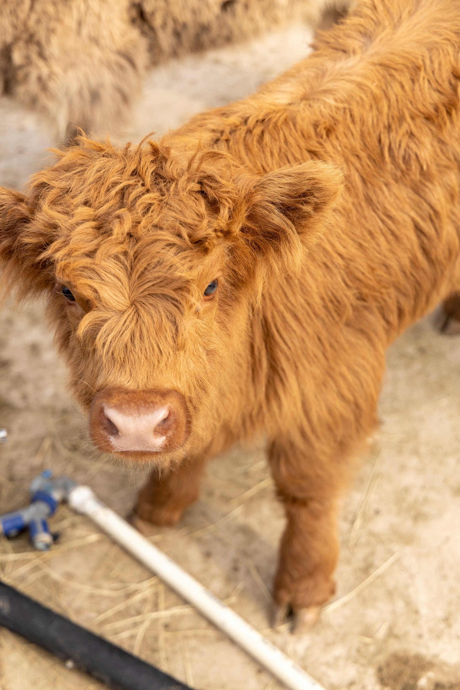 Mini Highland cows at Milk & Honey Ranch