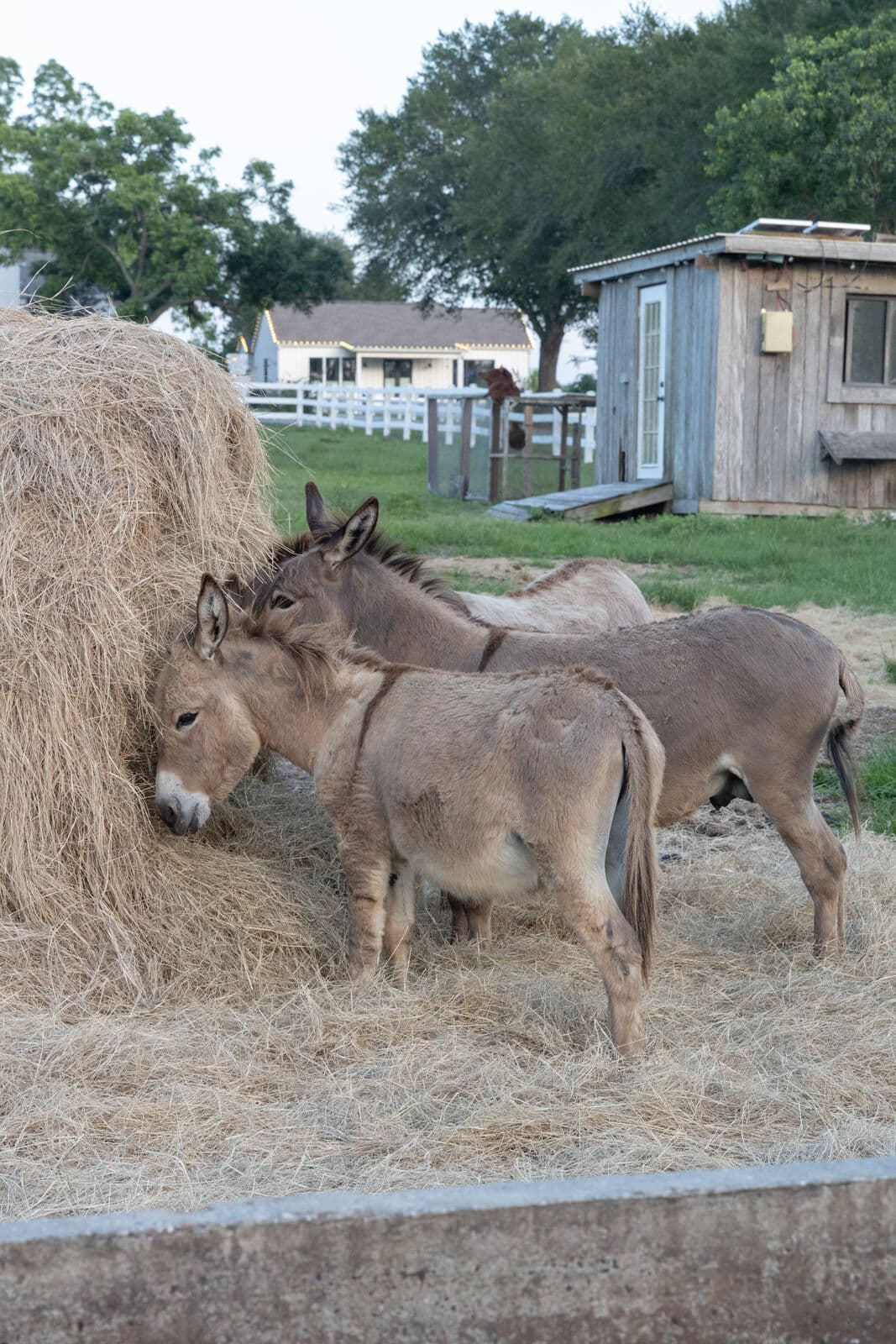 Donkeys