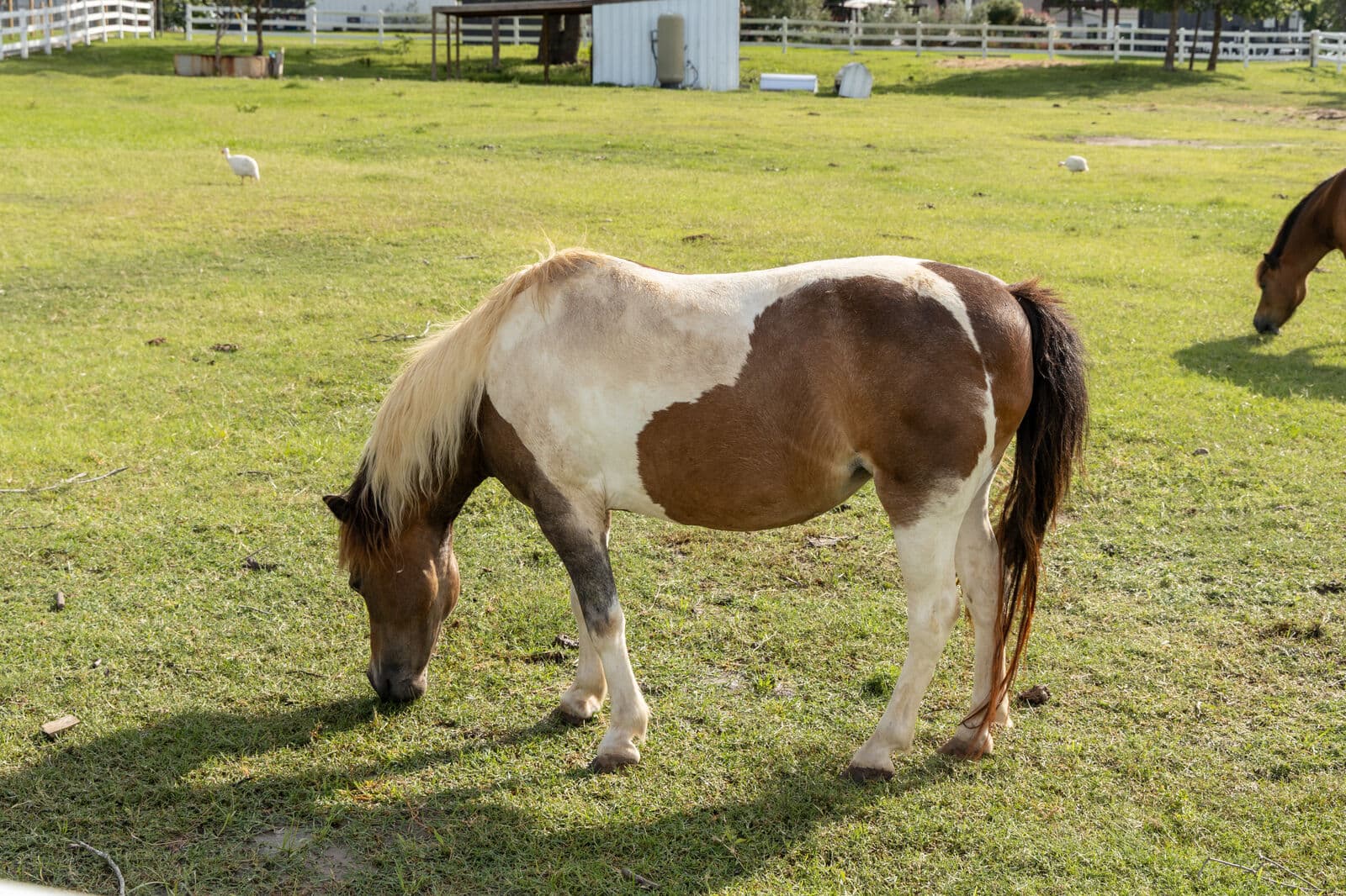 Ponies & horses