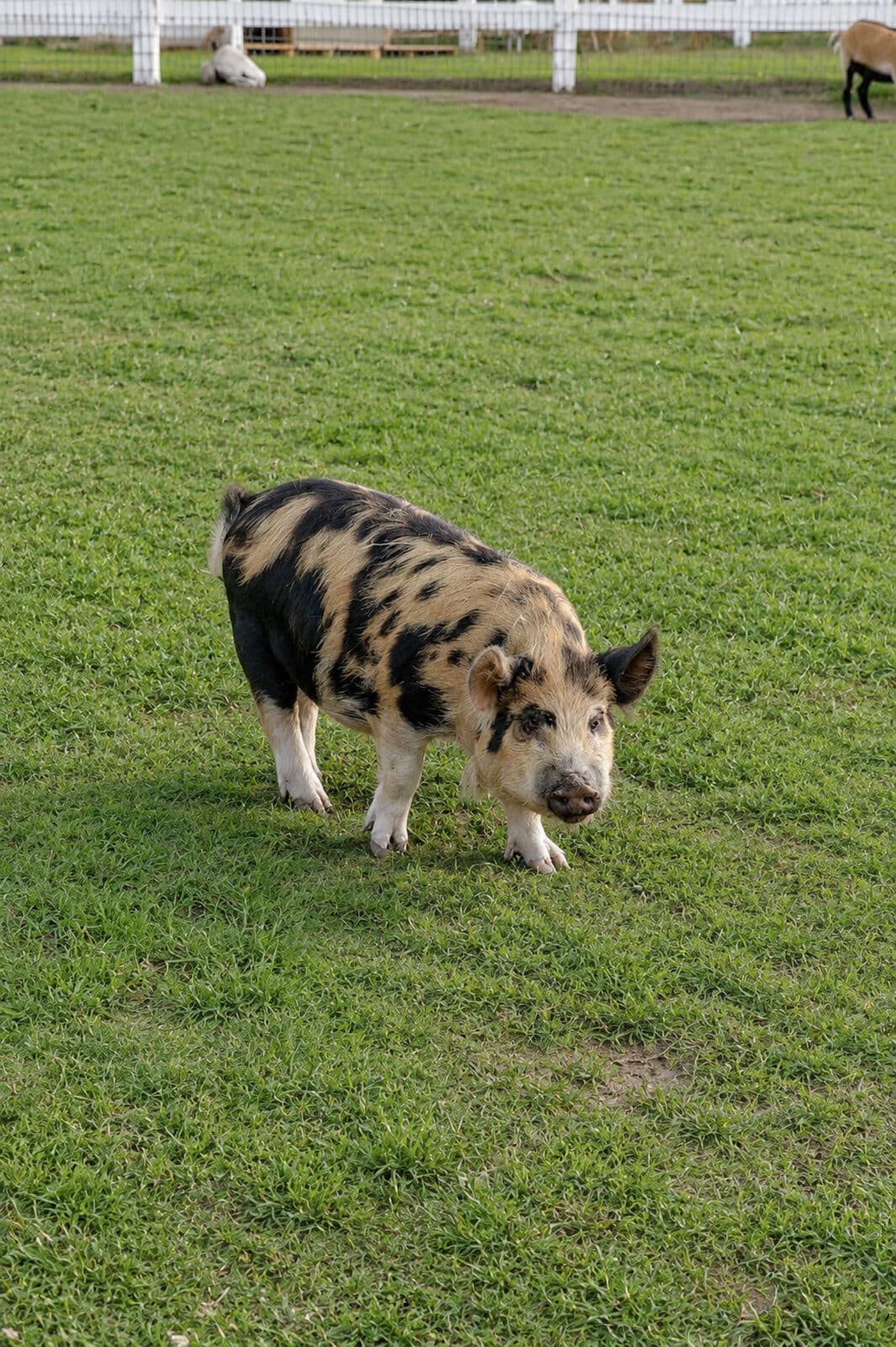 Pigs