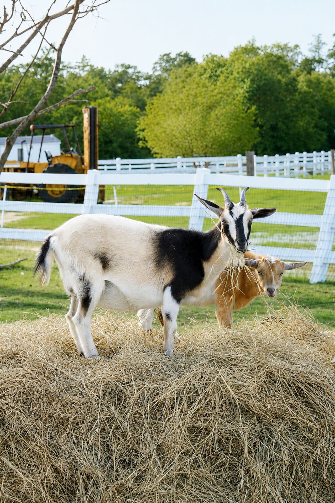 Baby goats
