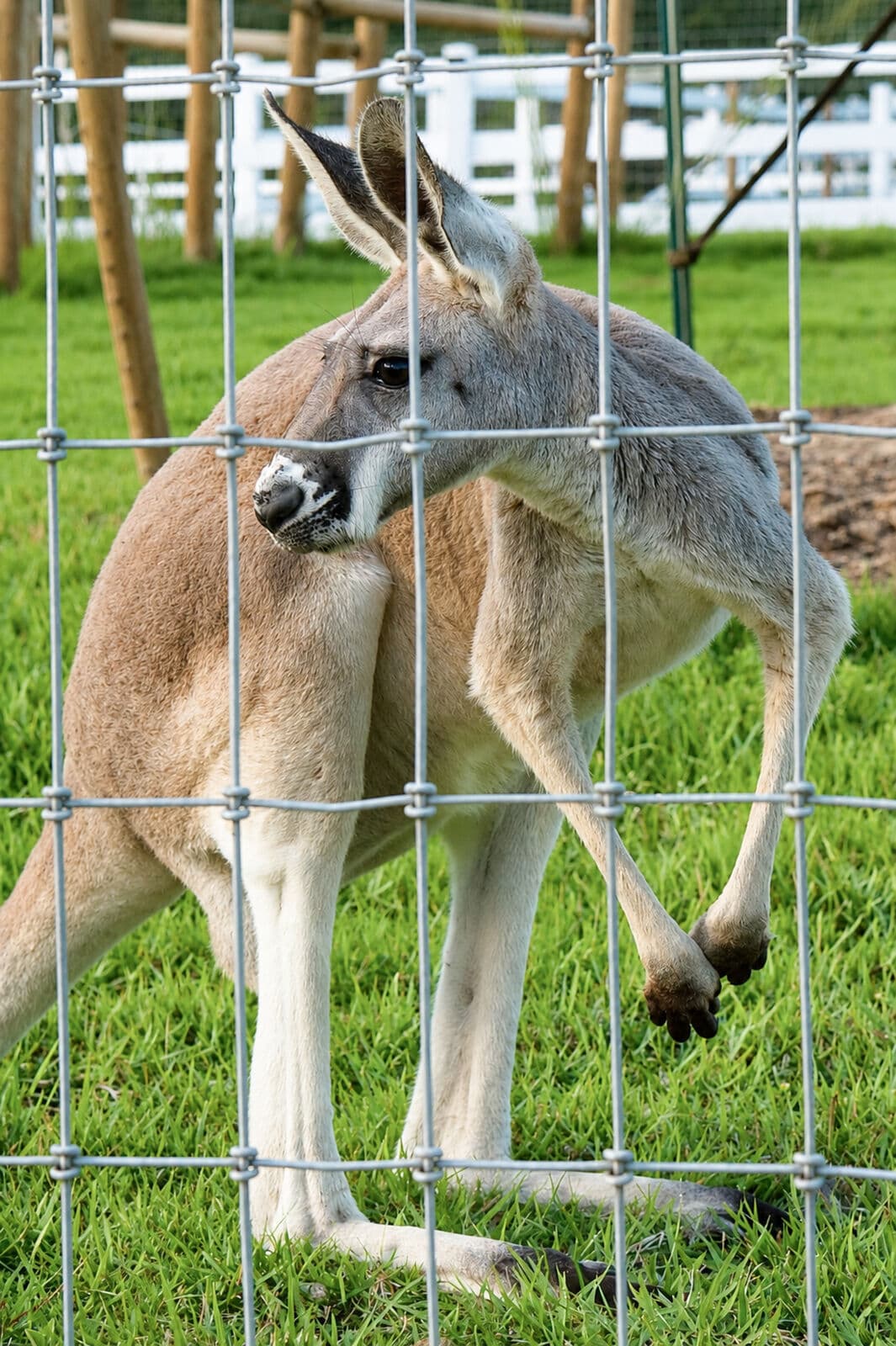 Kangaroo encounters & farm tours
