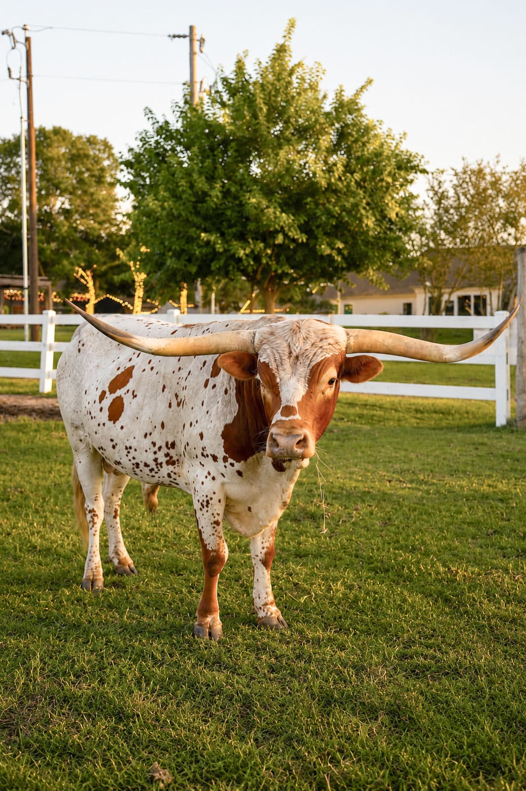 Texas longhorns
