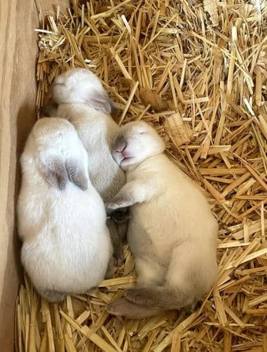 Rabbits, chickens & ducks