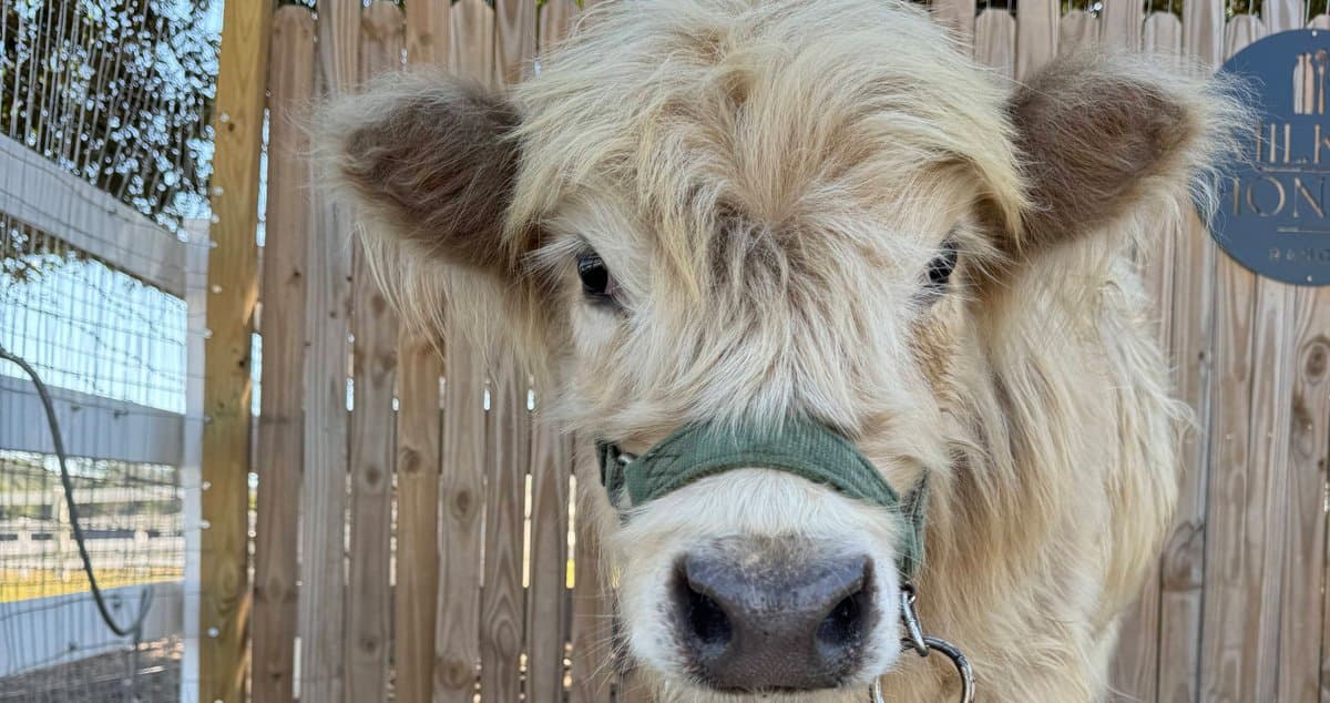 The Farm & Animals at Milk & Honey Ranch in Burton, TX