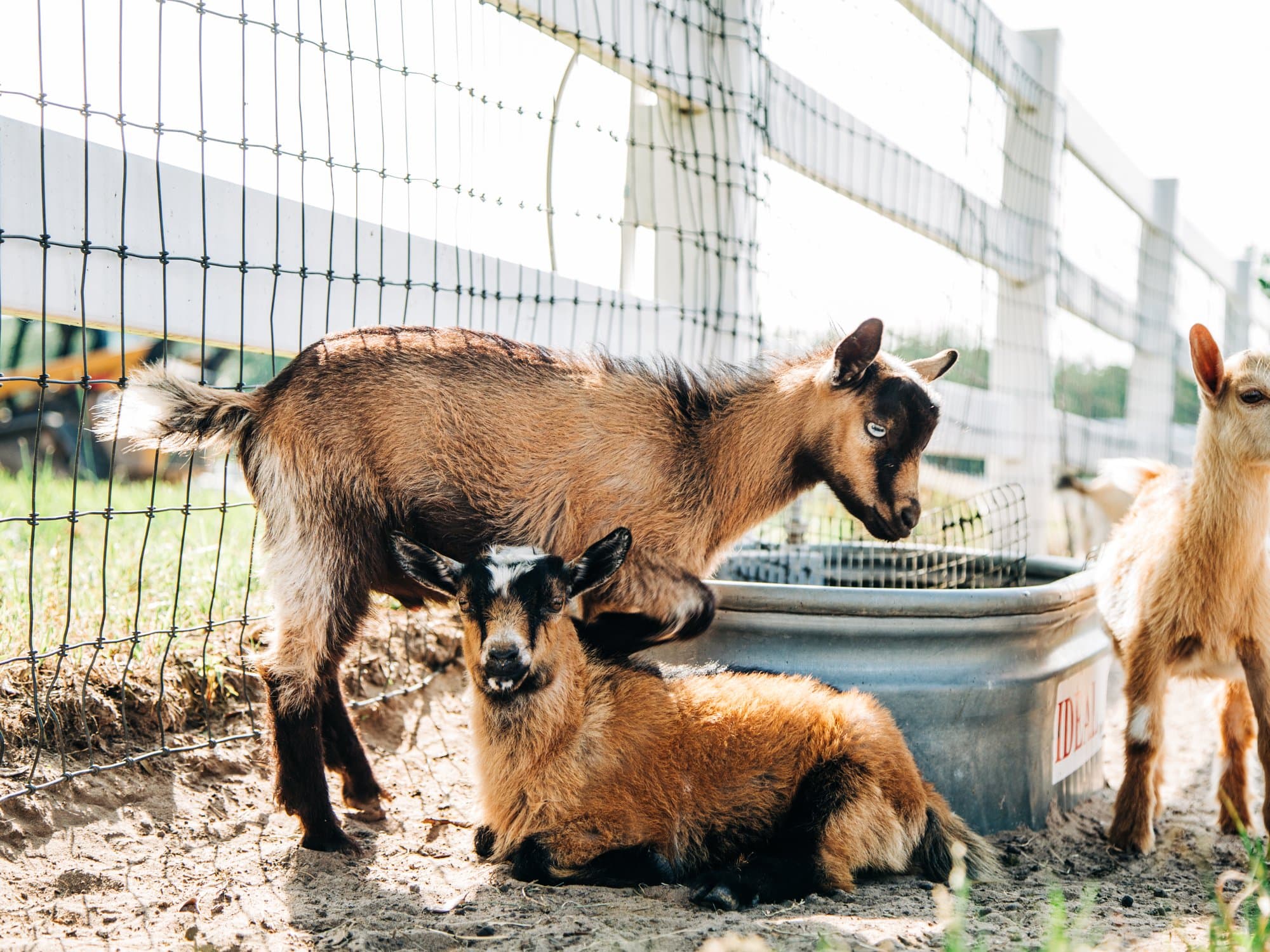 Spring babies